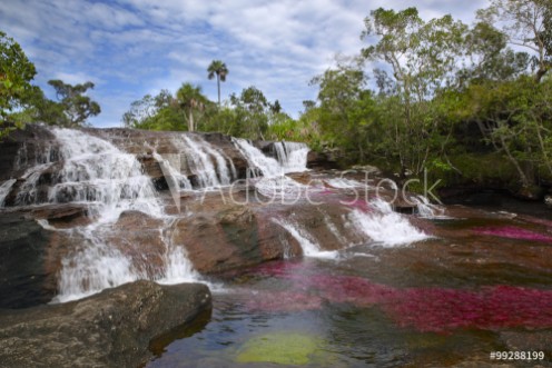 Picture of The river Canio Cristales is commonly called the River of Five Colors or the Liquid Rainbow